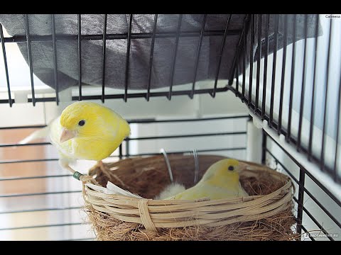 Видео: Отсаживаю и кольцую птенцов канарейки.
