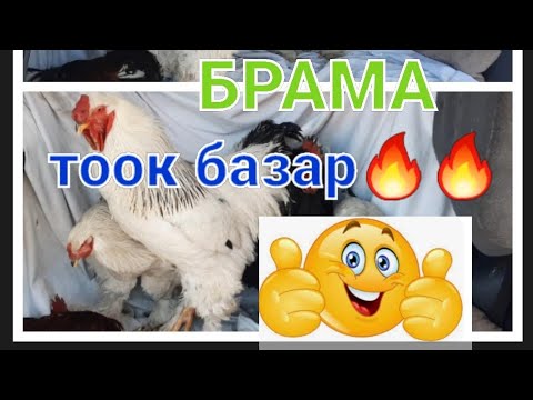 Видео: ТООК БАЗАР 🔥🔥АЯБАЙ кызыды 19 Январь 2023жыл Бишкек БРАМА ҮНДҮК  көрүңүздөр