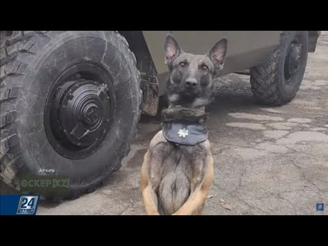 Видео: Тонкости кинологической службы | Әскер KZ