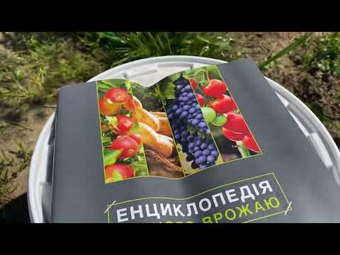 Видео: Підгодівля з високим азотом, обробка від шкідників та захворювань, мульчування та поливання.