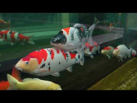 Видео: Удивительный пруд с карпами кои по фен-шуй в Лондоне! ​​**БОЛЬШИЕ КАРПЫ КОИ**
