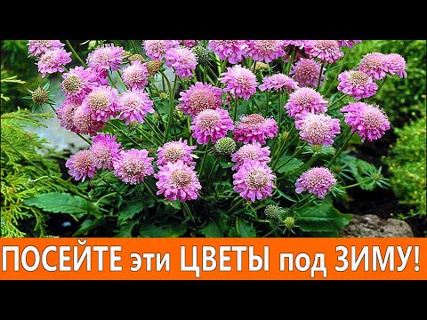 Видео: ПОСЕЙТЕ эти НЕПРИХОТЛИВЫЕ ЦВЕТЫ под ЗИМУ! Они порадуют красивым цветением в саду.