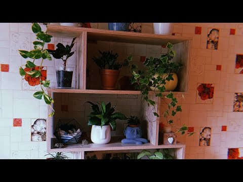 Видео: Обзор моих комнатных растений. Часть 1. Цветочный стеллаж