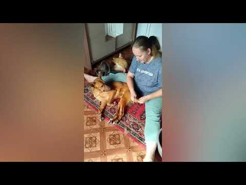 Видео: Приезжала врач к Бакину, осмотрела всех, кто нуждался в ветпомощи, скорректировано лечение.