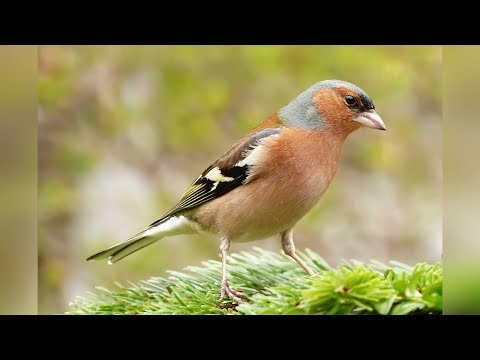 Видео: Голоса птиц. Зяблик (Fringilla coelebs)