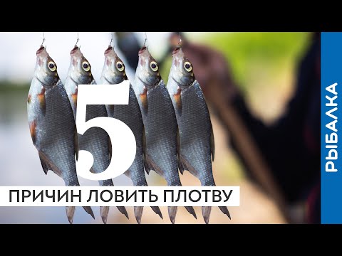 Видео: Лещ отдыхает! 5 причин ловить плотву и густеру на фидер