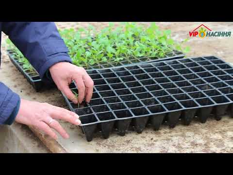 Видео: Пикировка рассады капусты (часть первая)