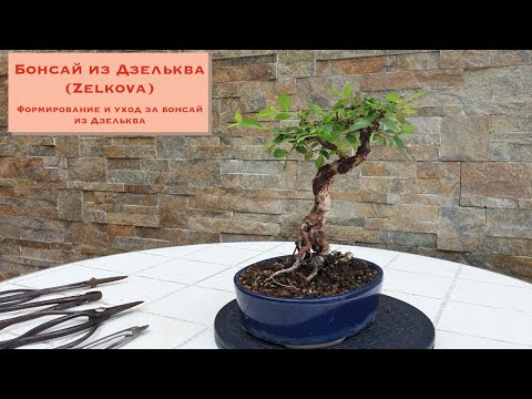 Видео: Бонсай из Дзельква (Zelkova). Формирование и уход за бонсай из Дзельква. Zelkova bonsai