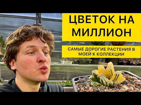 Видео: Самые дорогие растения в мире и в моей коллекции. Цветок на миллион. Георгий Аристов