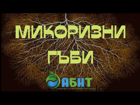 Видео: Взаимноизгодната връзка между Микоризната гъба и Растенията