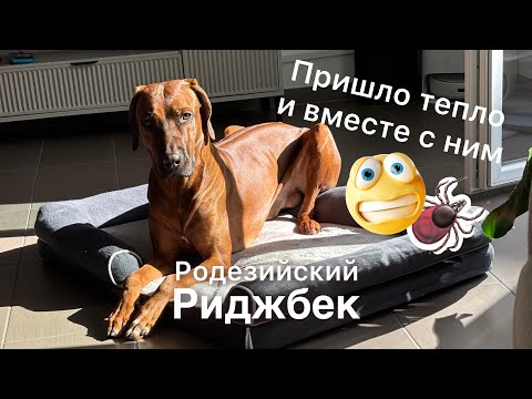 Видео: Брамс чуть не убежал за белкой🐿️/прогулка/Родезийский Риджбек