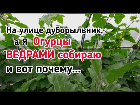 Видео: Про огурцы в теплице. Мой метод выращивания. Полив, схемы подкормок, формировка, дефициты в питании.