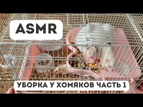 Видео: ASMR Cleaning | Убираюсь у хомяков и крыс 🐹🐭 | Реальные звуки | часть 1