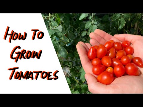 Видео: Выращивание томатов в почве и на гидропонике | Садоводство на балконе