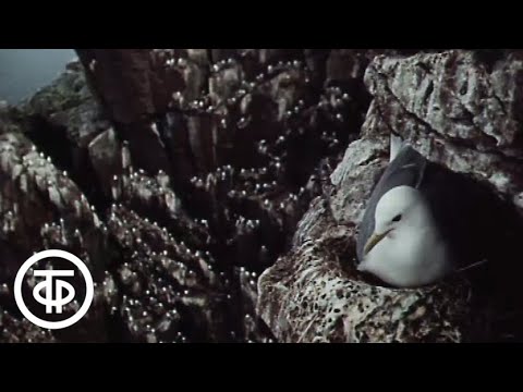 Видео: В объективе - животные. Птичьи базары (1987)