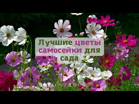 Видео: Лучшие цветы самосейки для сада (или топ цветов самосевок)😊