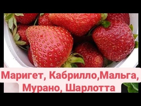 Видео: КЛУБНИКА. МАРИГЕТ, КАБРИЛЛО, МАЛЬГА, МУРАНО, ШАРЛОТТА. От каких сортов будем отказываться?