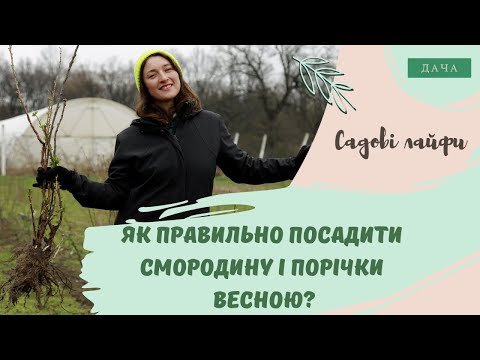 Видео: Як правильно посадити смородину і порічки весною? Вирощування Смородини та Порічок.