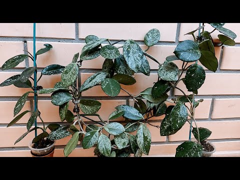 Видео: Сравнение хойи Вилбур Грейвс, Стардаст, Веснушка.