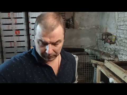 Видео: Дендробена 002. 2022 Бизнес на червях