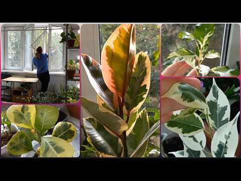 Видео: Время мыть цветочное окошко🌱Фикусы🌹Регидан🌱Керли🌹Коконат Крем🌱Белиз🌹Мирт🌱Карисса🌹Замиокулькасы и др