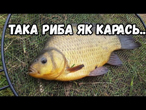 Видео: Що робити, якщо карась не клює? Поширені помилки рибалок