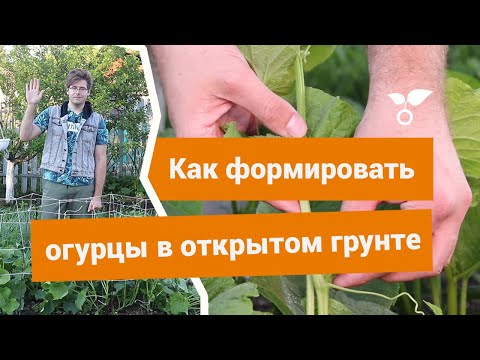 Видео: Как и зачем формировать огурцы в открытом грунте?