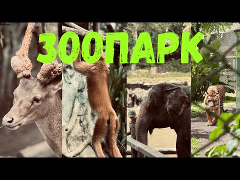 Видео: Какви животни има в Бали ?