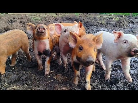 Видео: ДЕРЕВЕНСКАЯ ЖИЗНЬ/ПЕРВЫЙ ВЫХОД ДИКАРЕЙ/ЦЫПЛЯТА,УТЯТА,ПОРОСЯТА/