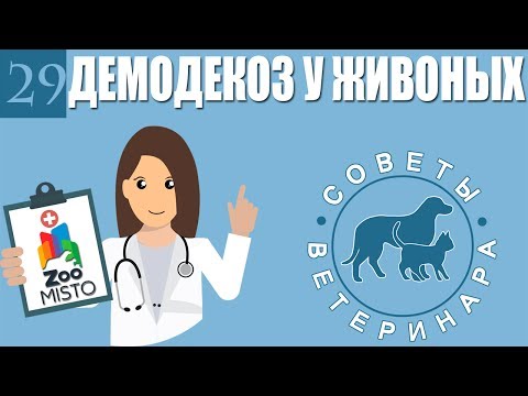 Видео: Демодекоз или подкожный клещь у животных | Что такое демодекоз ? | Советы Ветеринара