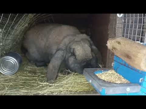 Видео: с новым 2024! обзор пород кроликов. #кролики #кролики_разведение #кролики_содержание