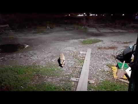 Видео: Кормлю дикую лису морковкой😀