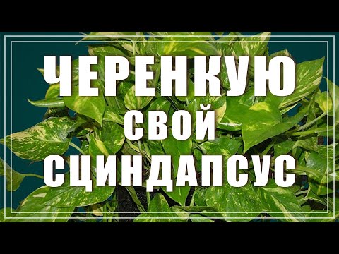 Видео: Сциндапсус (Эпипремнум). Размножение черенком и пересадка.