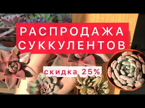 Видео: РАСПРОДАЖА! Скидка 25% на все суккуленты. Отправка почтой 📦