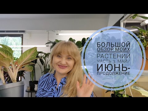 Видео: 🍀БОЛЬШОЙ ОБЗОР МОИХ РАСТЕНИЙ ЧАСТЬ 3. МАЙ/ИЮНЬ-ПРОДОЛЖЕНИЕ 🍀