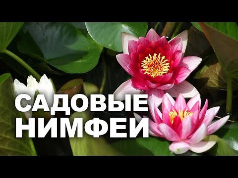 Видео: Нимфея в дачном пруду: уход, размножение, зимовка