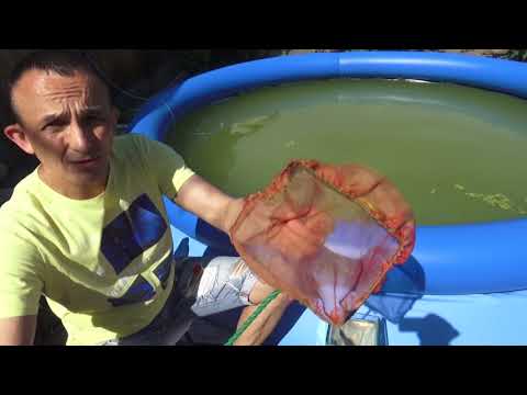 Видео: (7) ДАФНИЯ РАЗВЕДЕНИЕ