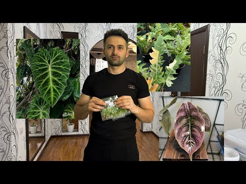 Видео: Клоны Алоказий ￼и Филодендронов ￼￼