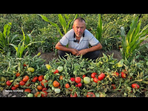 Видео: 2 ГЕКТАРДАН КУНИГА 7'000'000 СУМДАН 30'000'000 СУМГАЧА ДАРОМАД. BT 1019 F1 БАРАКАСИНИ БЕРСИН.