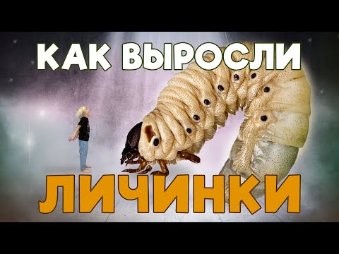Видео: Как выросли личинки носорога / How rhinoceros beetle larvae grew #личинки #жуки #выросли #жукносорог