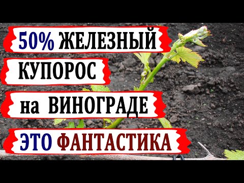 Видео: 🍇 Искореняющая обработка 50% железным купоросом винограда! Просто забудьте об этих мифах.