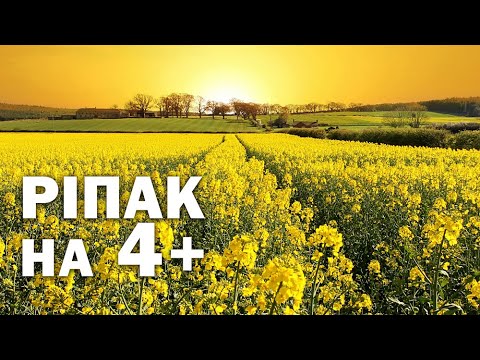 Видео: Як виростити ріпак з урожайністю 4+ т/га — Куркуль