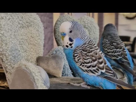 Видео: @Говорящий Попугай 🦜 Кеша #говорящийпопугай #попугай #birds #youtubevideo #music