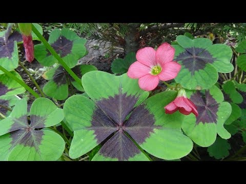 Видео: 🍀Выкапываем луковицы кислицы четырёхлистной.