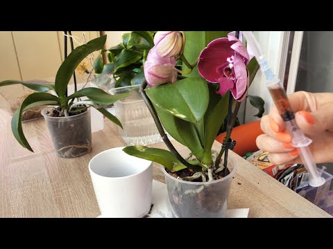 Видео: Желтая шея. Гнилые корни. Что делать? Новые орхидеи в обработку. Деликатный способ.