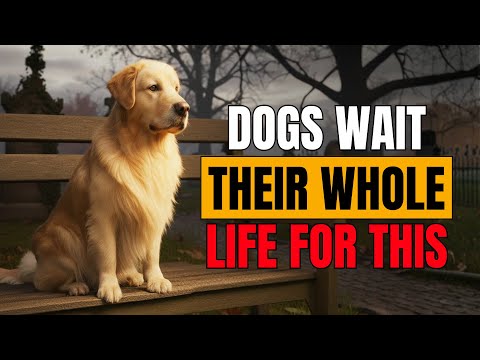 Видео: 8 секретных актов любви к вашей собаке, о которых вы мечтаете