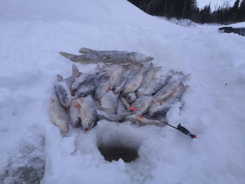 Видео: ХОТЕЛИ ПОЙМАТЬ НА ЖАРЕХУ И УХУ,А НАЛОВИЛИ ЕЩЕ И НА ЗАСОЛКУ.ТАЁЖНАЯ РЕКА РАЗДАЕТ.