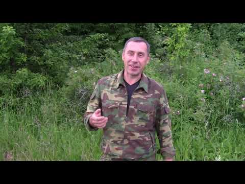 Видео: Проверка ловушек для пчел. Рой в ловушке. Роевая пора.