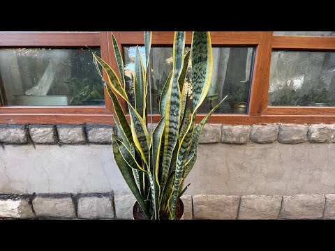 Видео: Вот это мощь! Сансевиерия Лауренти разорвала горшок. Пересадка.#Сансевиерии 