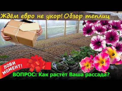 Видео: Обзор теплиц! Рассаде неделя, для первых всходов - меняем условия для роста! Готовы принять не укор!